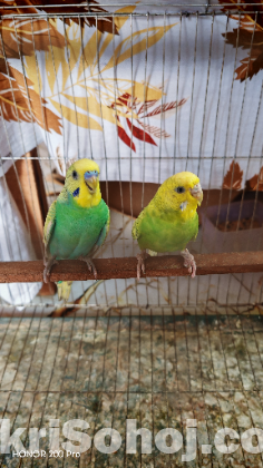 বাজিগর পাখি রানিং জোড়া